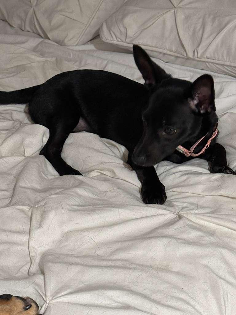 Carly, an adopted mixed breed in Yonkers, NY image 6/6