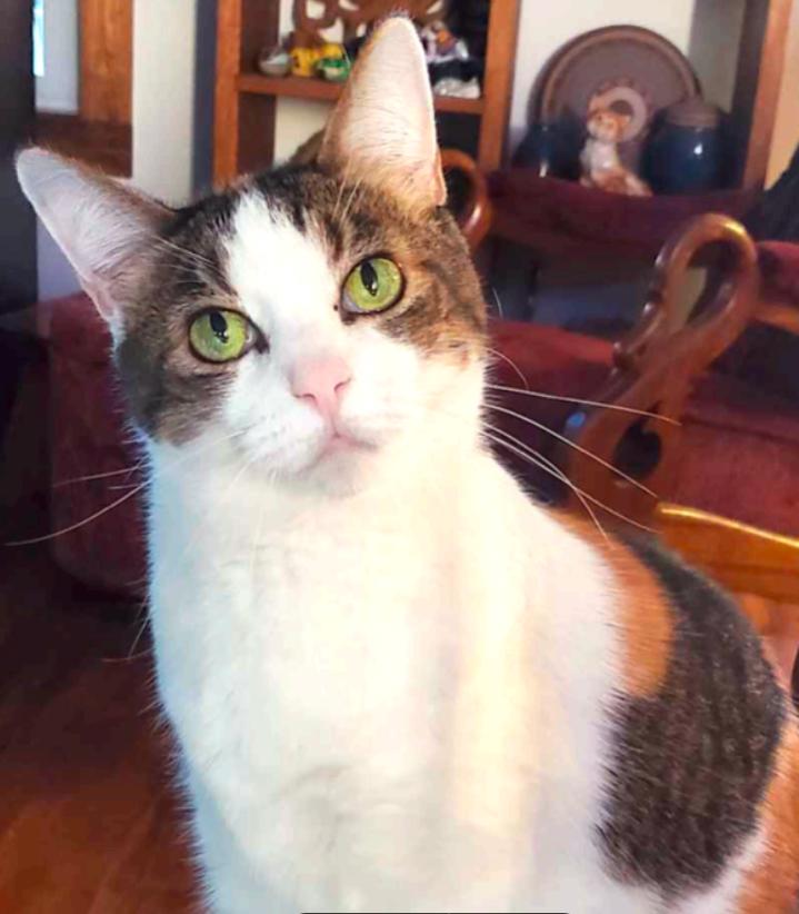 Enlarge Femme, a Adoptable Domestic Short Hair in Dripping Springs, TX image 1/2