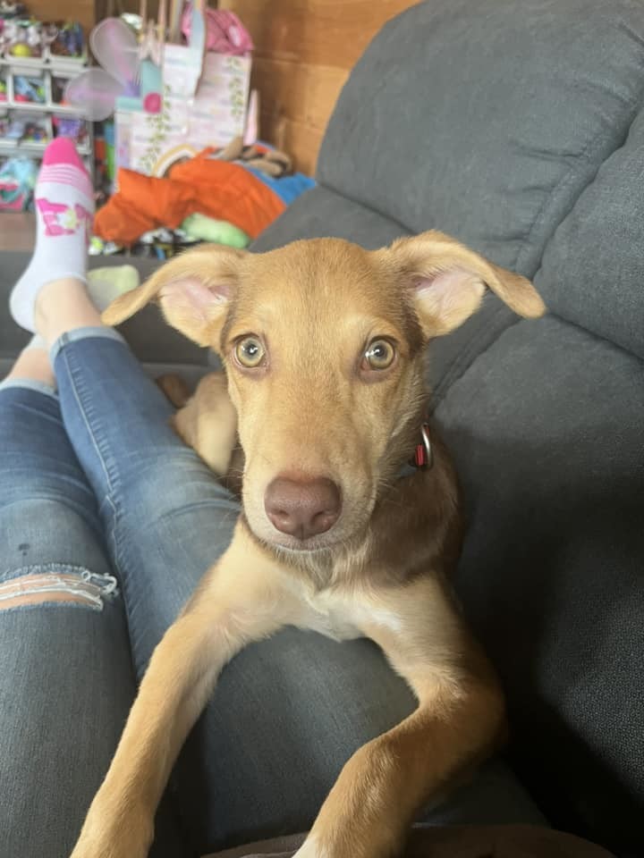Sally, Adopted, Puppy Female Rhodesian Ridgeback & Labrador Retriever.