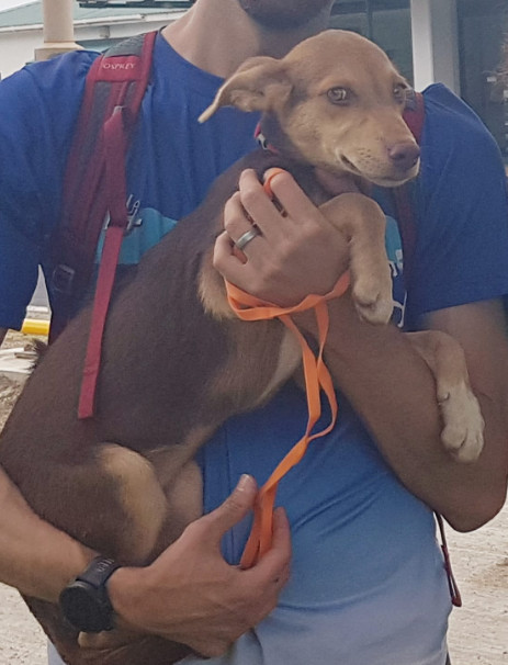 Enlarge Sally, a Adopted mixed breed in Groton, VT image 2/5