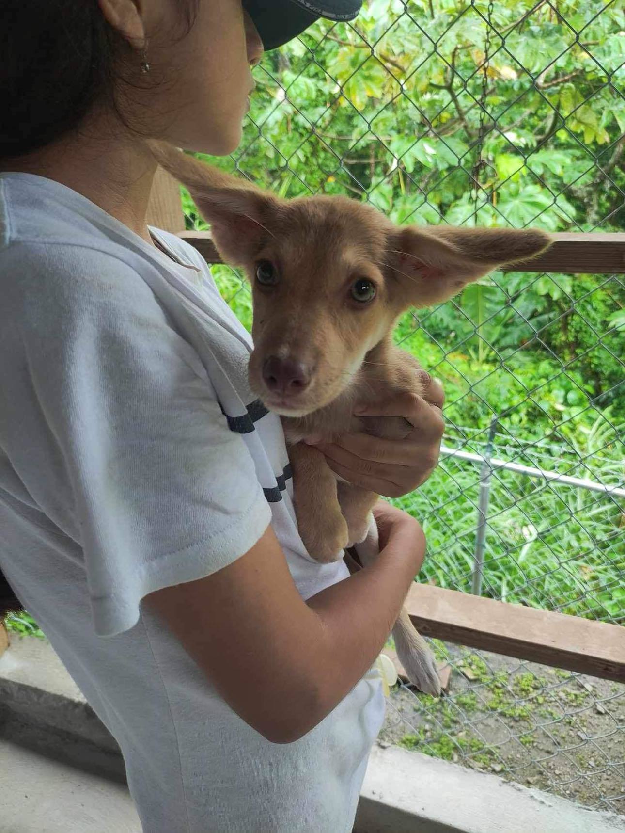 Enlarge Sally, a Adopted mixed breed in Groton, VT image 3/5