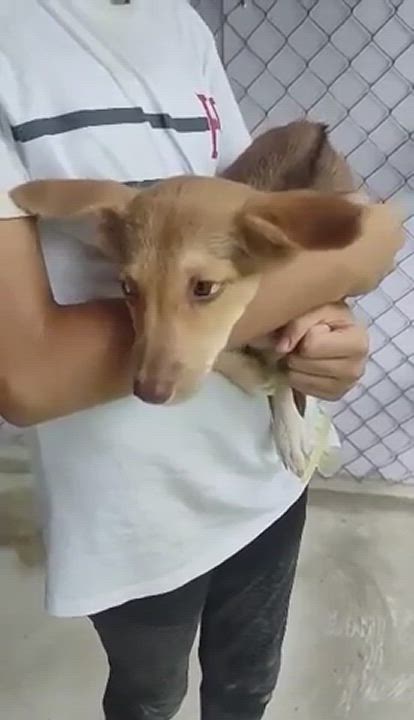 Enlarge Sally, a Adopted mixed breed in Groton, VT video 5/5