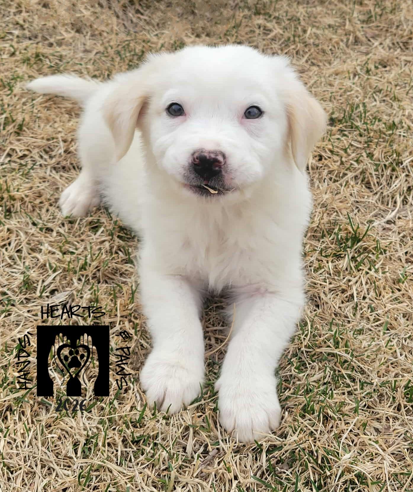 Enlarge Ted Mullens, an adopted mixed breed in Omaha, NE image 4/5