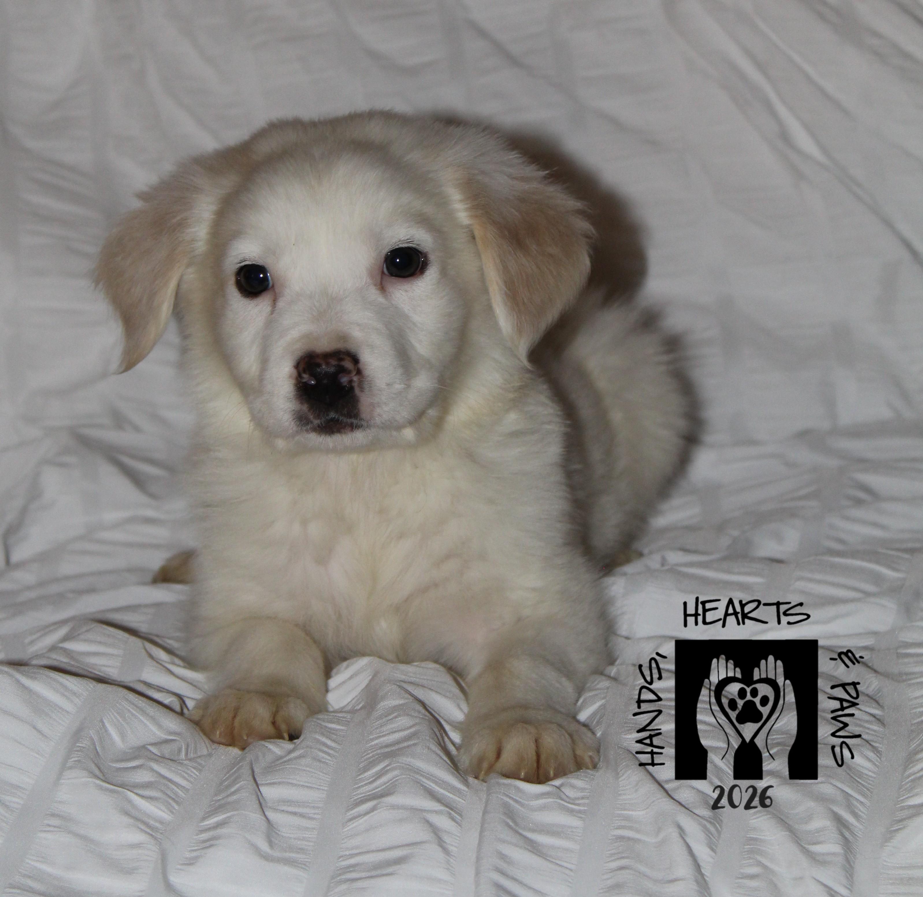 Enlarge Ted Mullens, an adopted mixed breed in Omaha, NE image 3/5