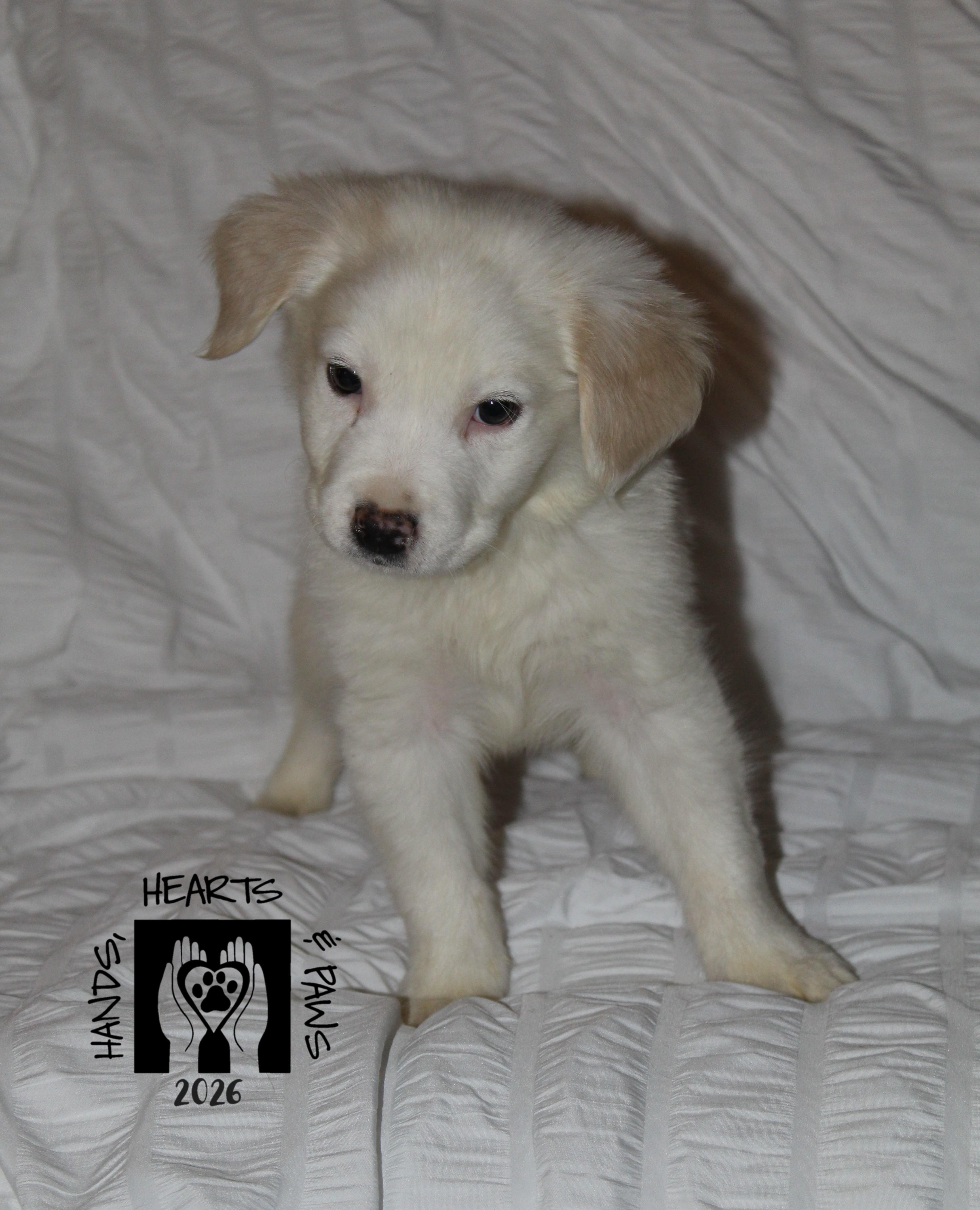 Enlarge Ted Mullens, an adopted mixed breed in Omaha, NE image 2/5