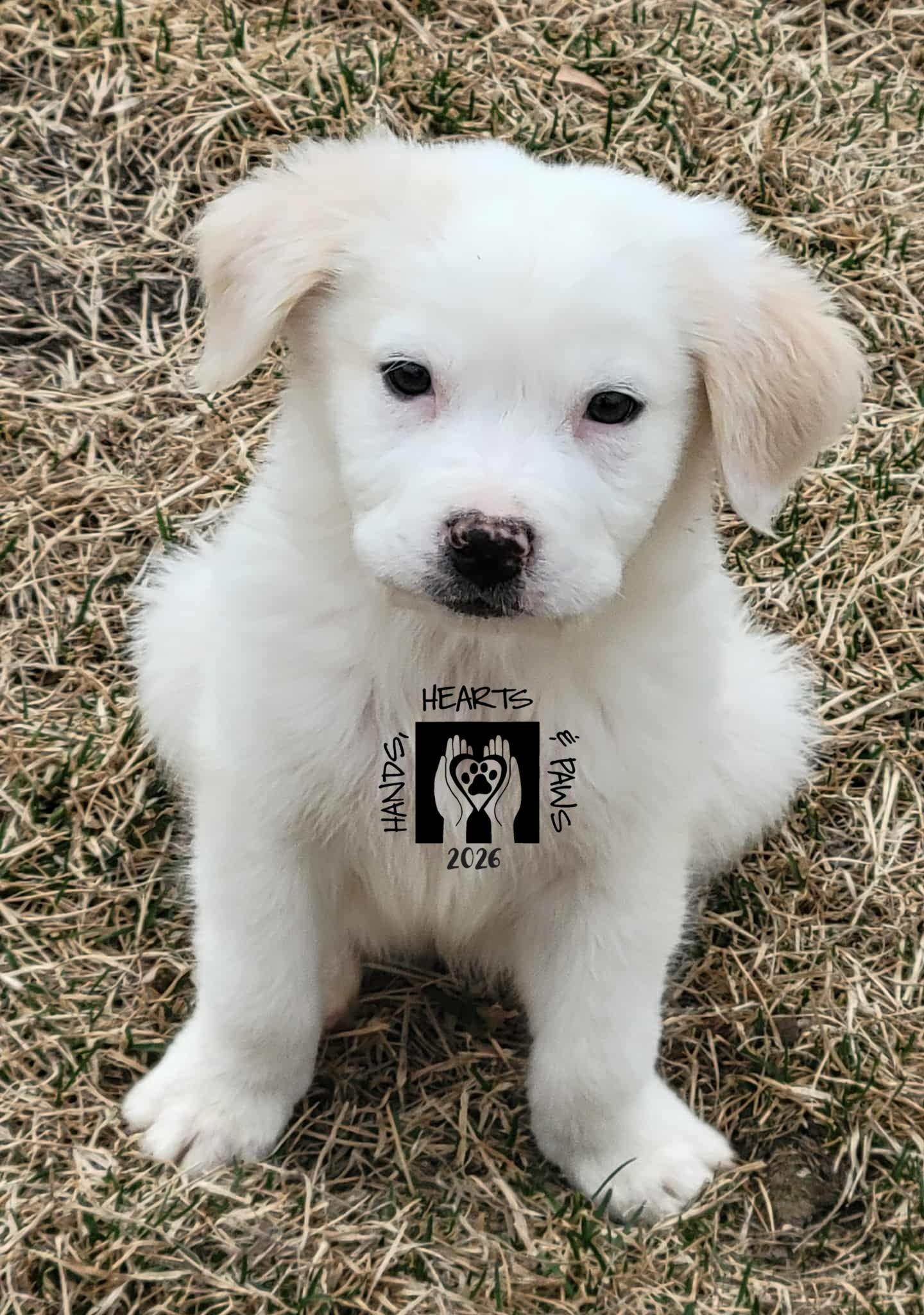 Ted Mullens, adopted, Puppy Male Australian Shepherd.