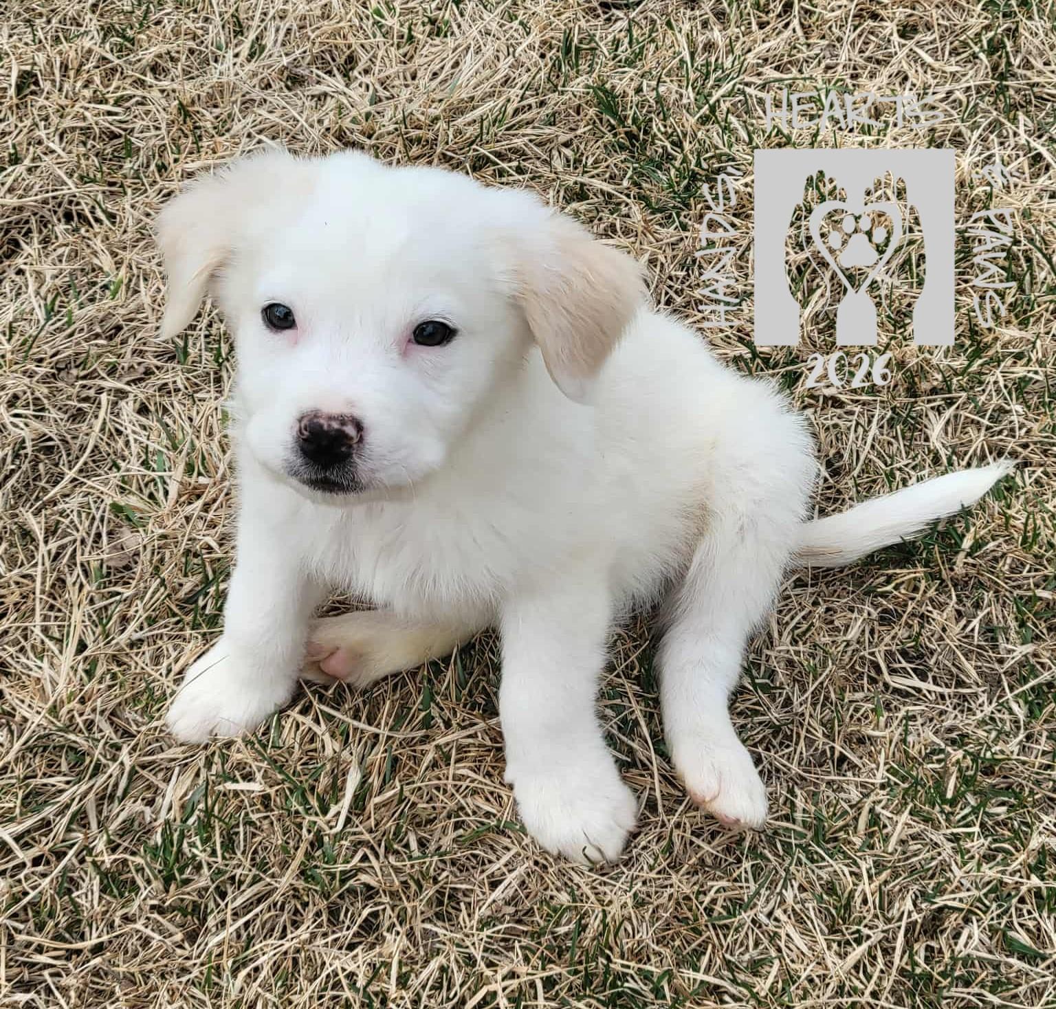 Enlarge Ted Mullens, an adopted mixed breed in Omaha, NE image 5/5