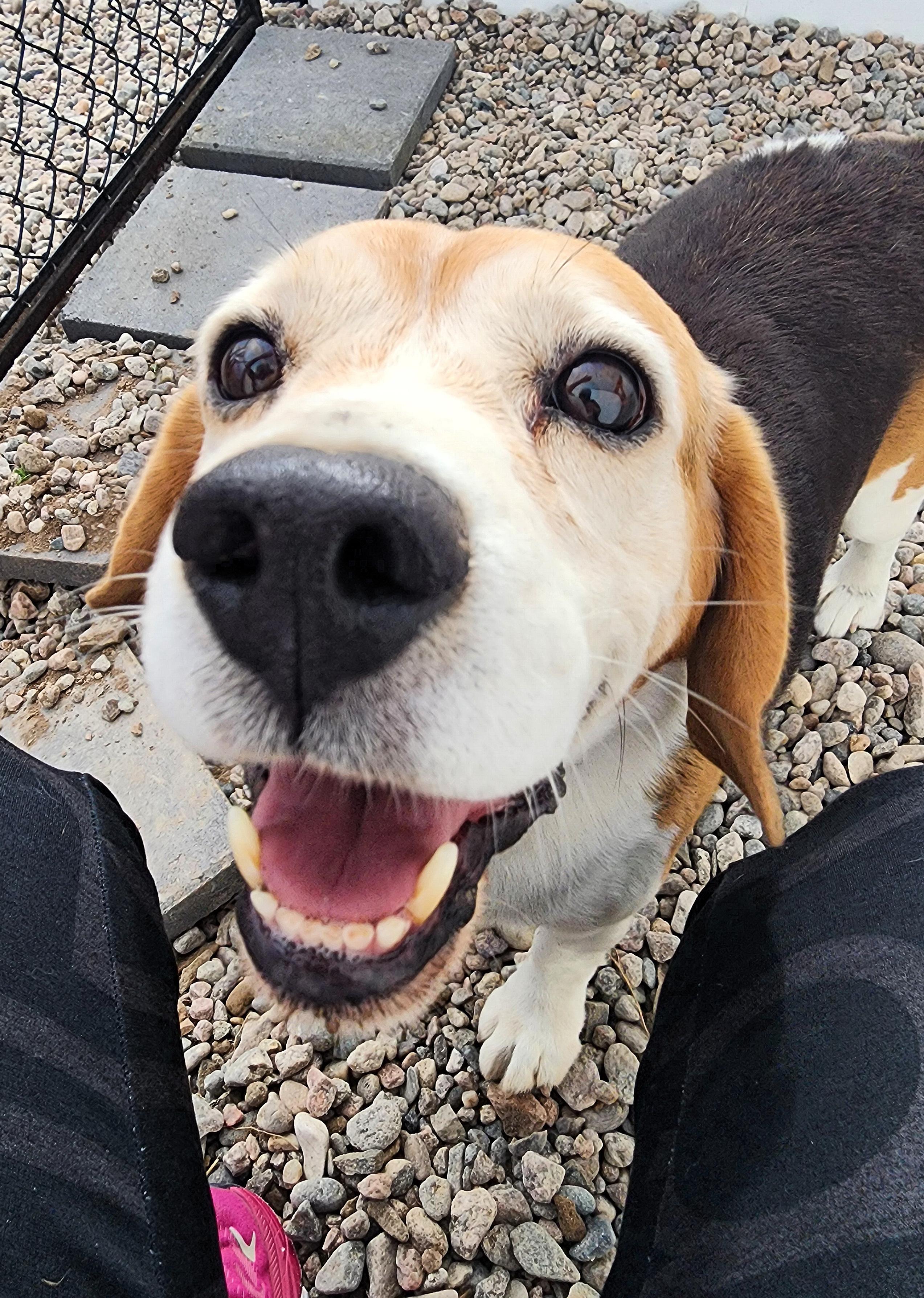 Sammy, an adoptable Beagle in Hartville, WY, 82215 | Photo Image 5