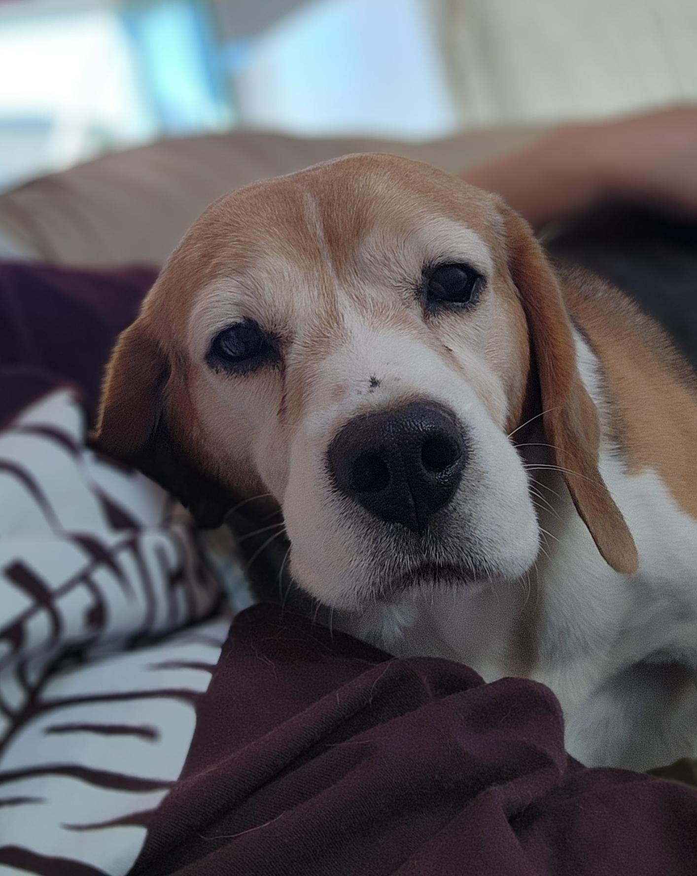 Sammy, an adoptable Beagle in Hartville, WY, 82215 | Photo Image 1