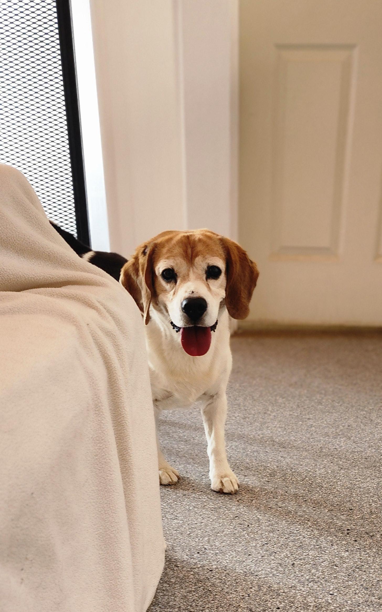 Sammy, an adoptable Beagle in Hartville, WY, 82215 | Photo Image 3