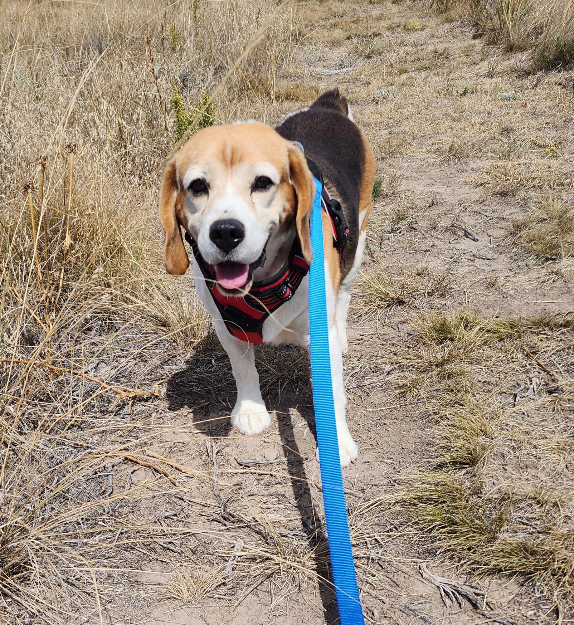 Sammy, an adoptable Beagle in Hartville, WY, 82215 | Photo Image 1