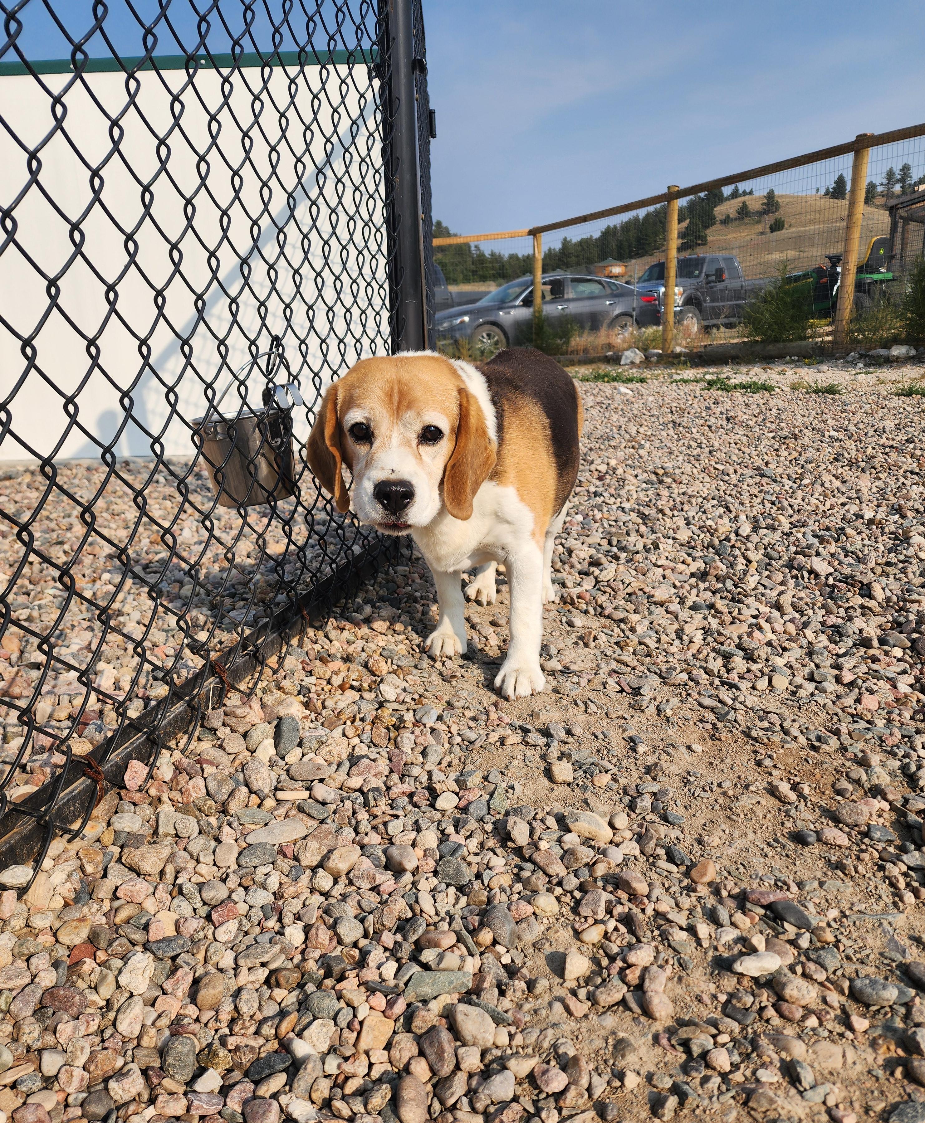 Sammy, an adoptable Beagle in Hartville, WY, 82215 | Photo Image 4