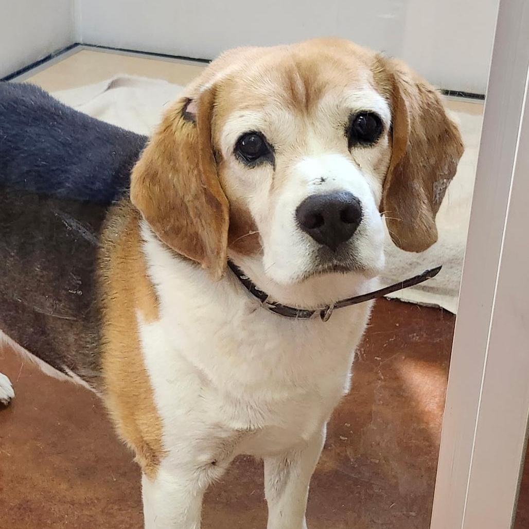 Sammy, an adoptable Beagle in Hartville, WY, 82215 | Photo Image 2