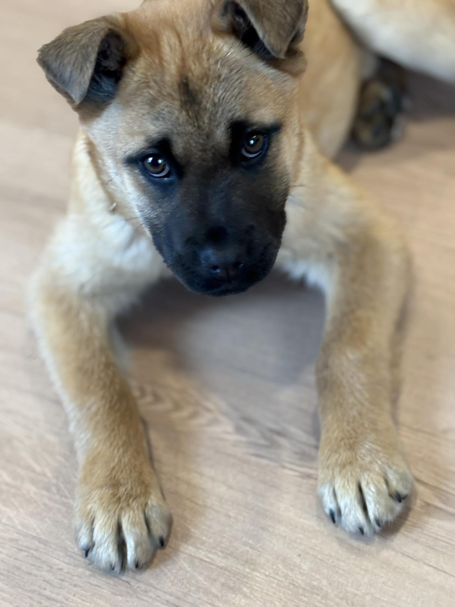 Luanne, ADOPTABLE, Puppy Female Shepherd.