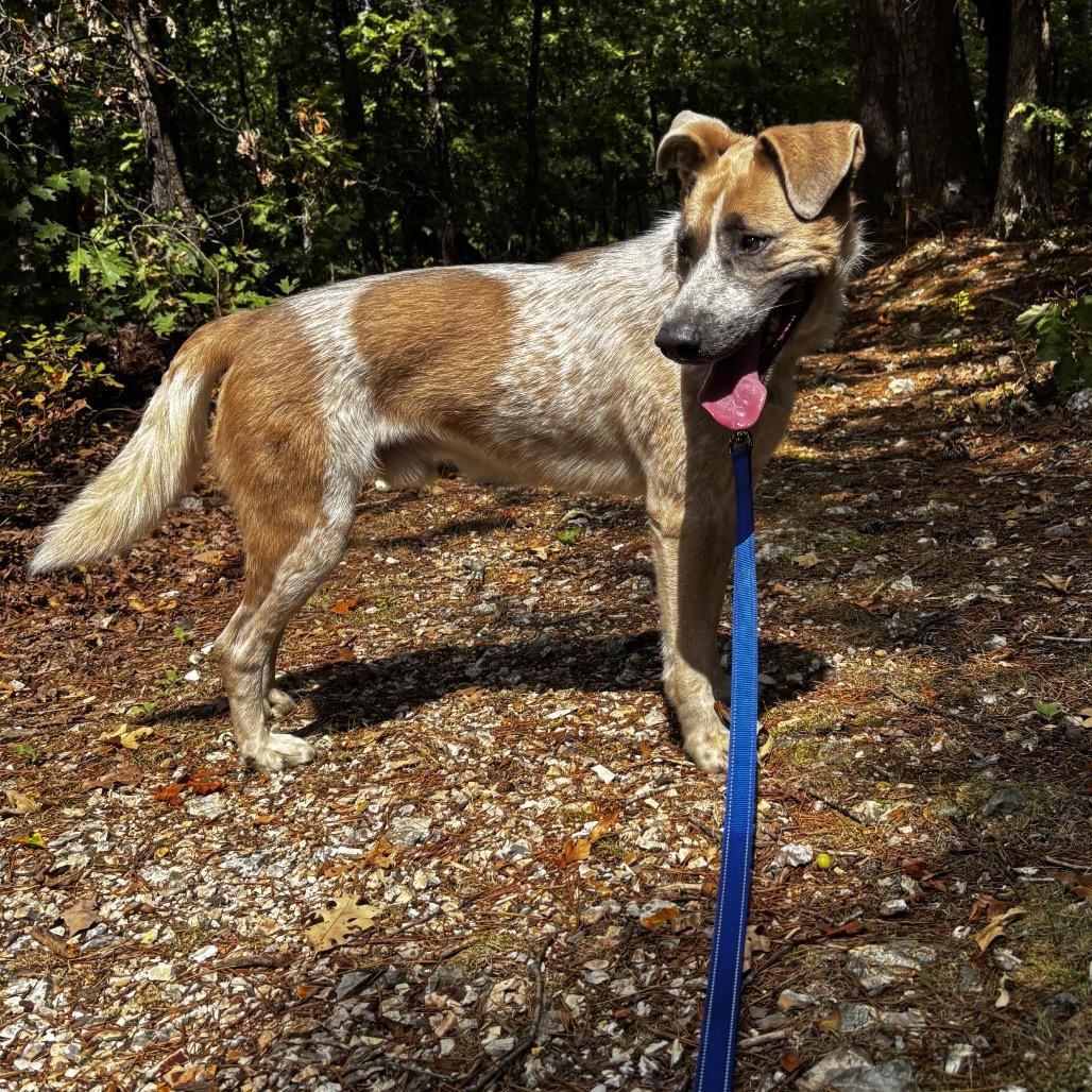 Maximillion, Adoptable, Adult Male Cattle Dog & Mixed Breed.