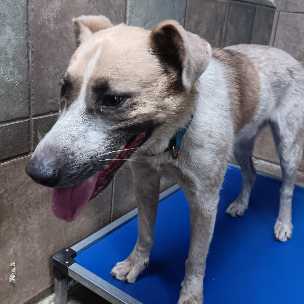 Enlarge Maximillion, a Adoptable mixed breed in Eureka Springs, AR image 2/3