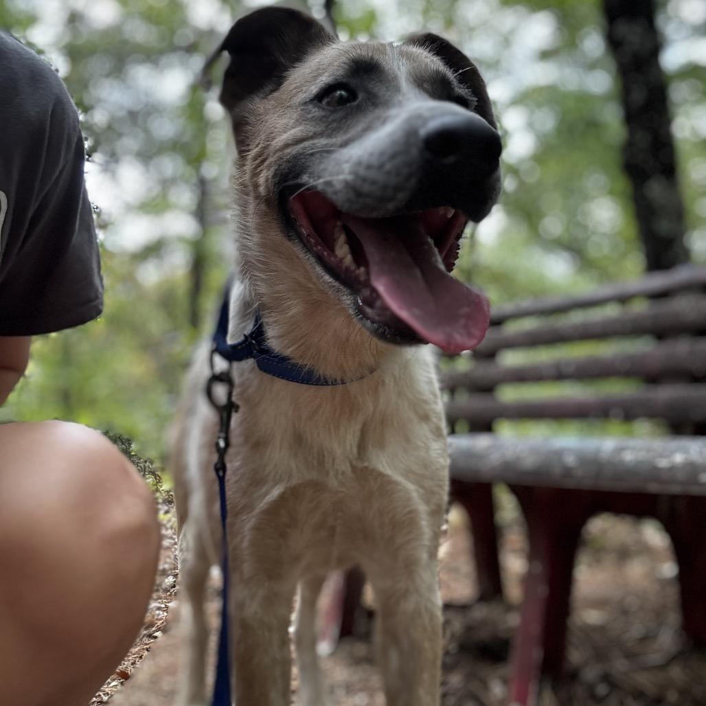 Enlarge Maximillion, a Adoptable mixed breed in Eureka Springs, AR image 3/3