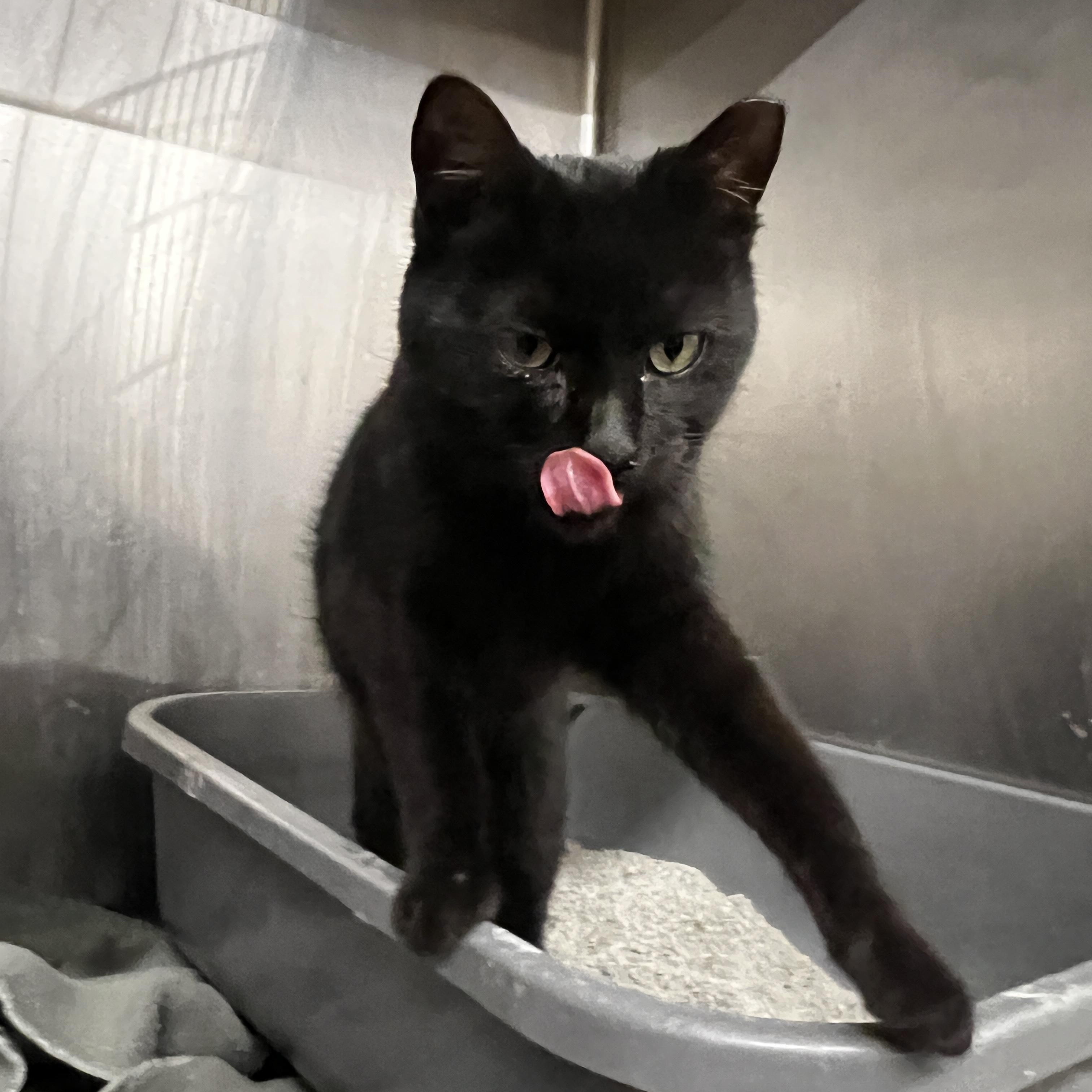 Bem, Adoptable, Kitten Male Domestic Short Hair.