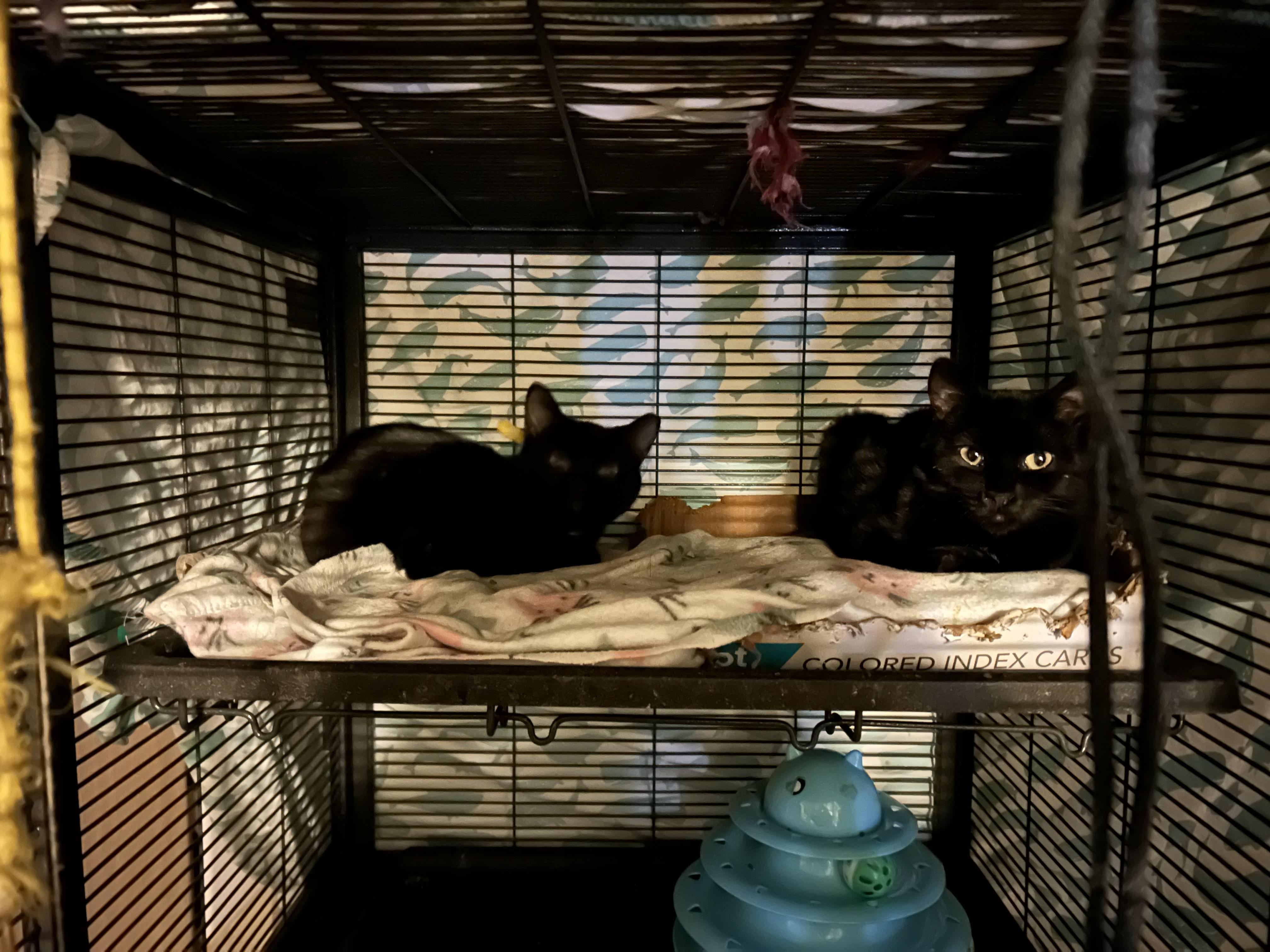 Enlarge Bem, an adopted mixed breed in Maple Heights, OH image 2/3