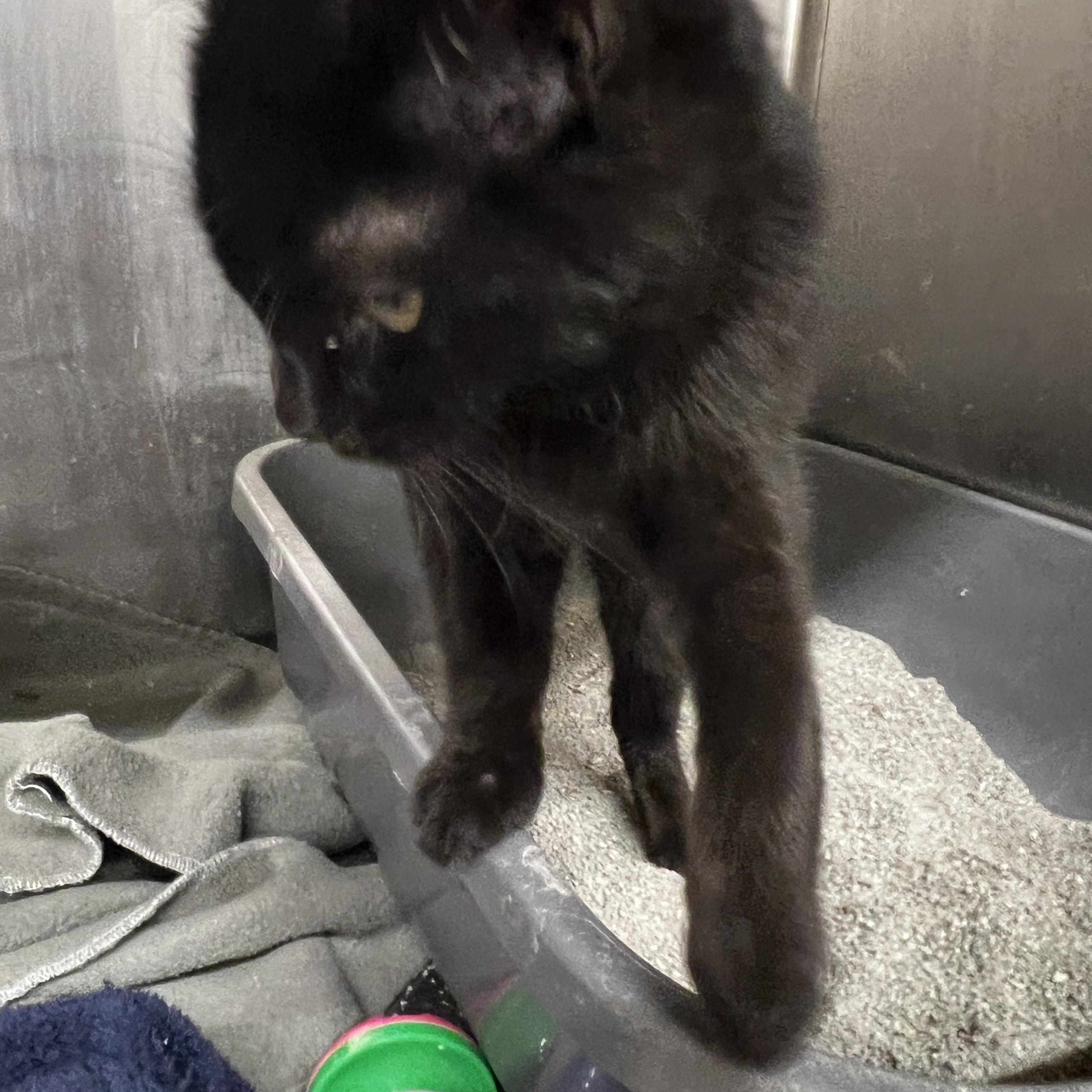 Enlarge Bem, an adopted mixed breed in Maple Heights, OH image 3/3