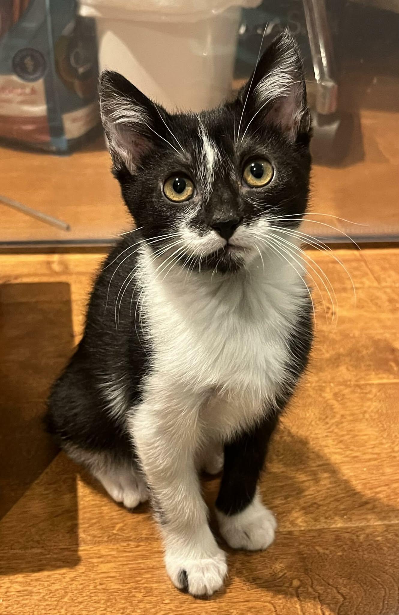 Caitlin, adoptable, Kitten Female Domestic Short Hair & Tuxedo.