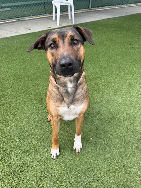 Enlarge WILLOW, a Adoptable mixed breed in Agoura, CA image 2/2