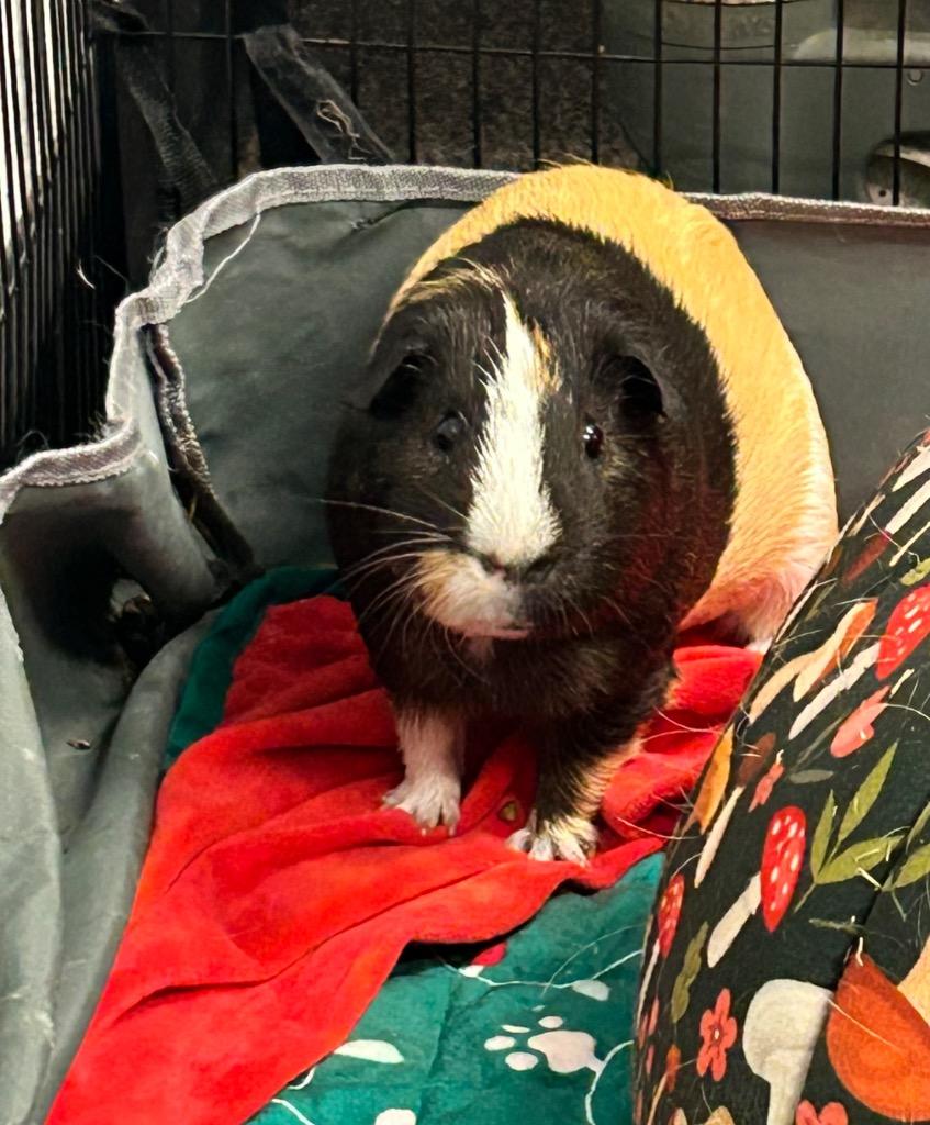 Kendrick, Adopted, Young Male Guinea Pig.