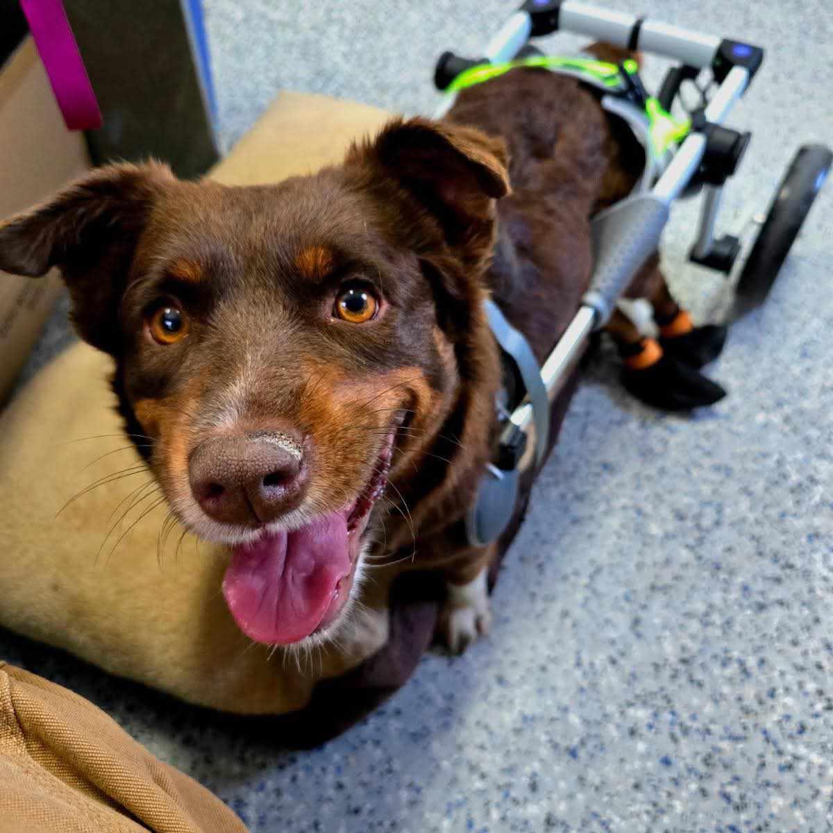 Enlarge Dynamite DEBBIE, a ADOPTABLE mixed breed in Chandler, AZ image 5/6