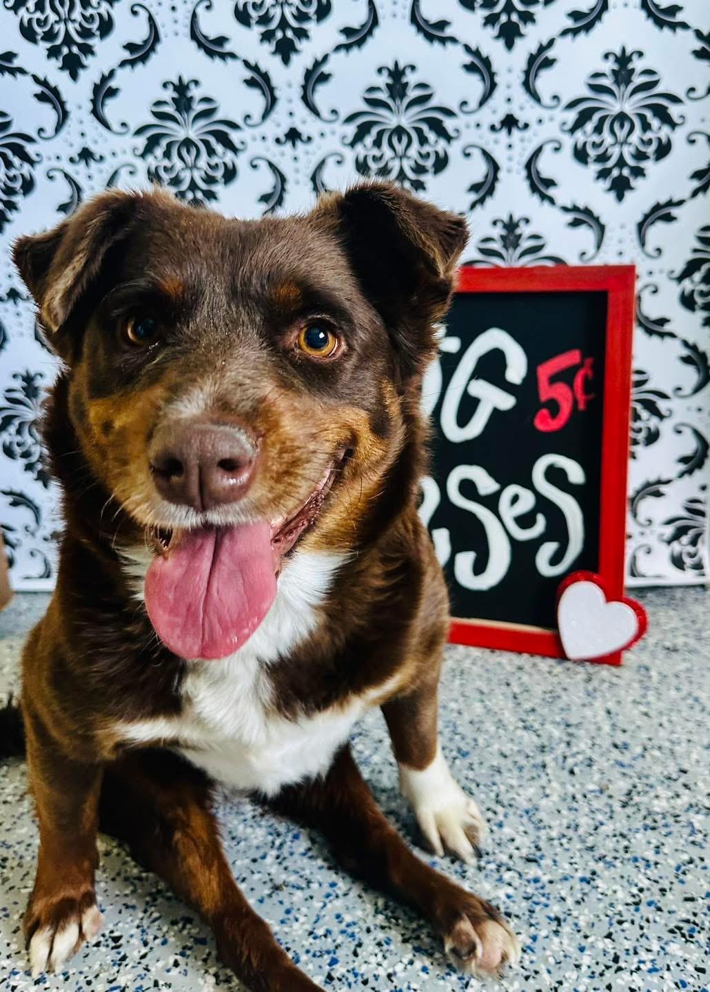 Dynamite DEBBIE, ADOPTABLE, Adult Female Cattle Dog & Australian Cattle Dog / Blue Heeler.