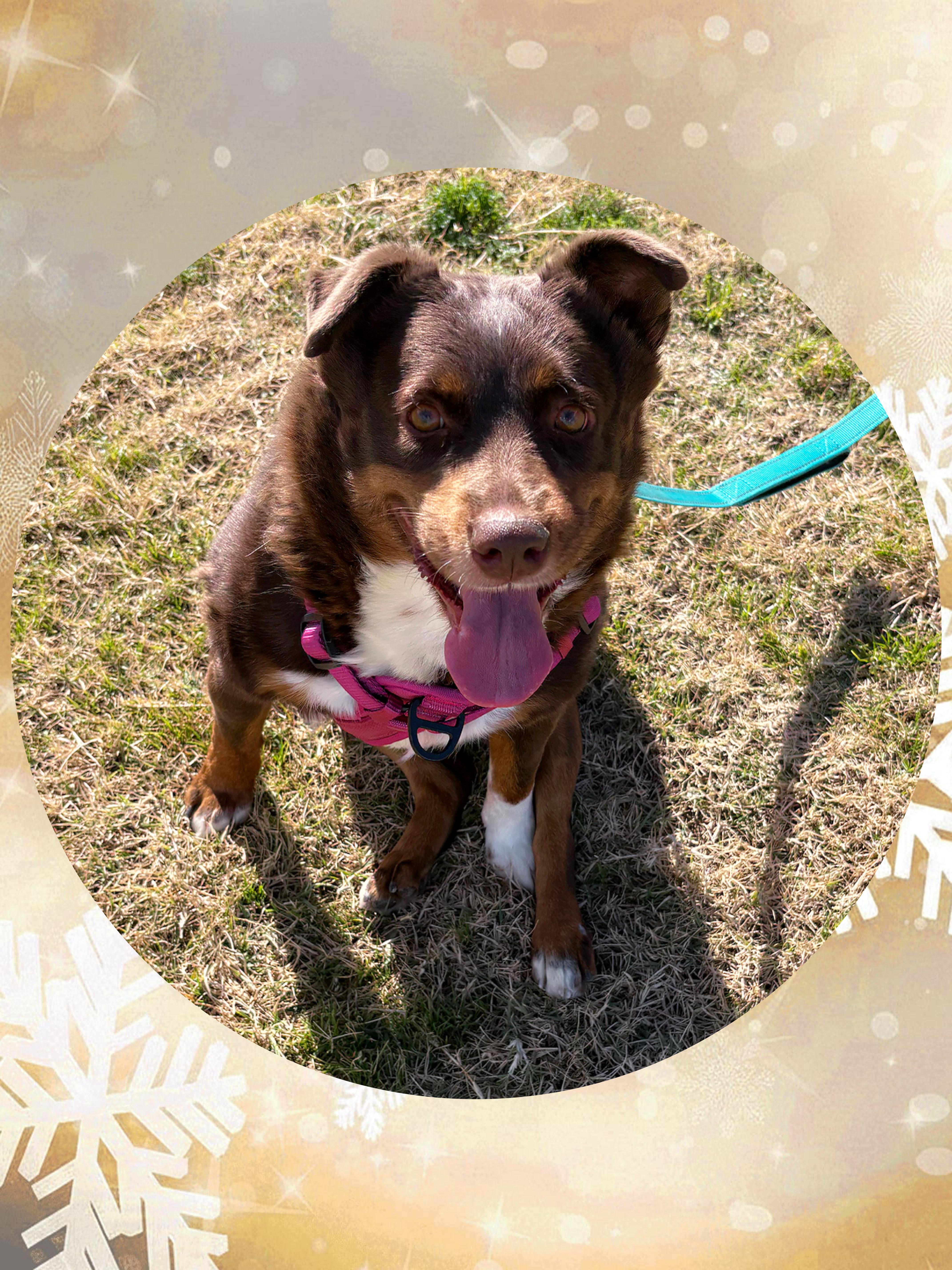 Enlarge Dynamite DEBBIE, a ADOPTABLE mixed breed in Chandler, AZ image 4/6