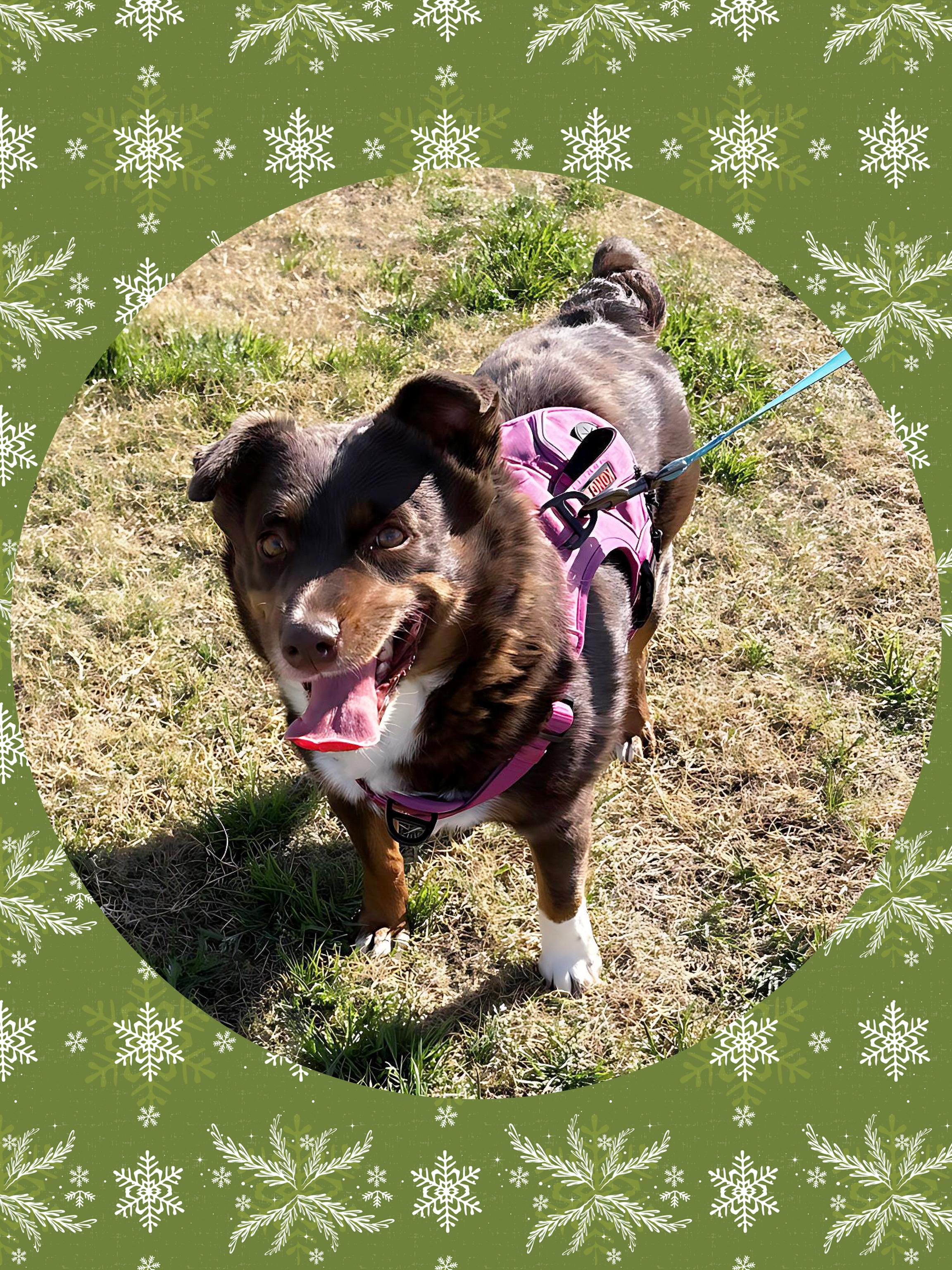 Enlarge Dynamite DEBBIE, a ADOPTABLE mixed breed in Chandler, AZ image 3/6