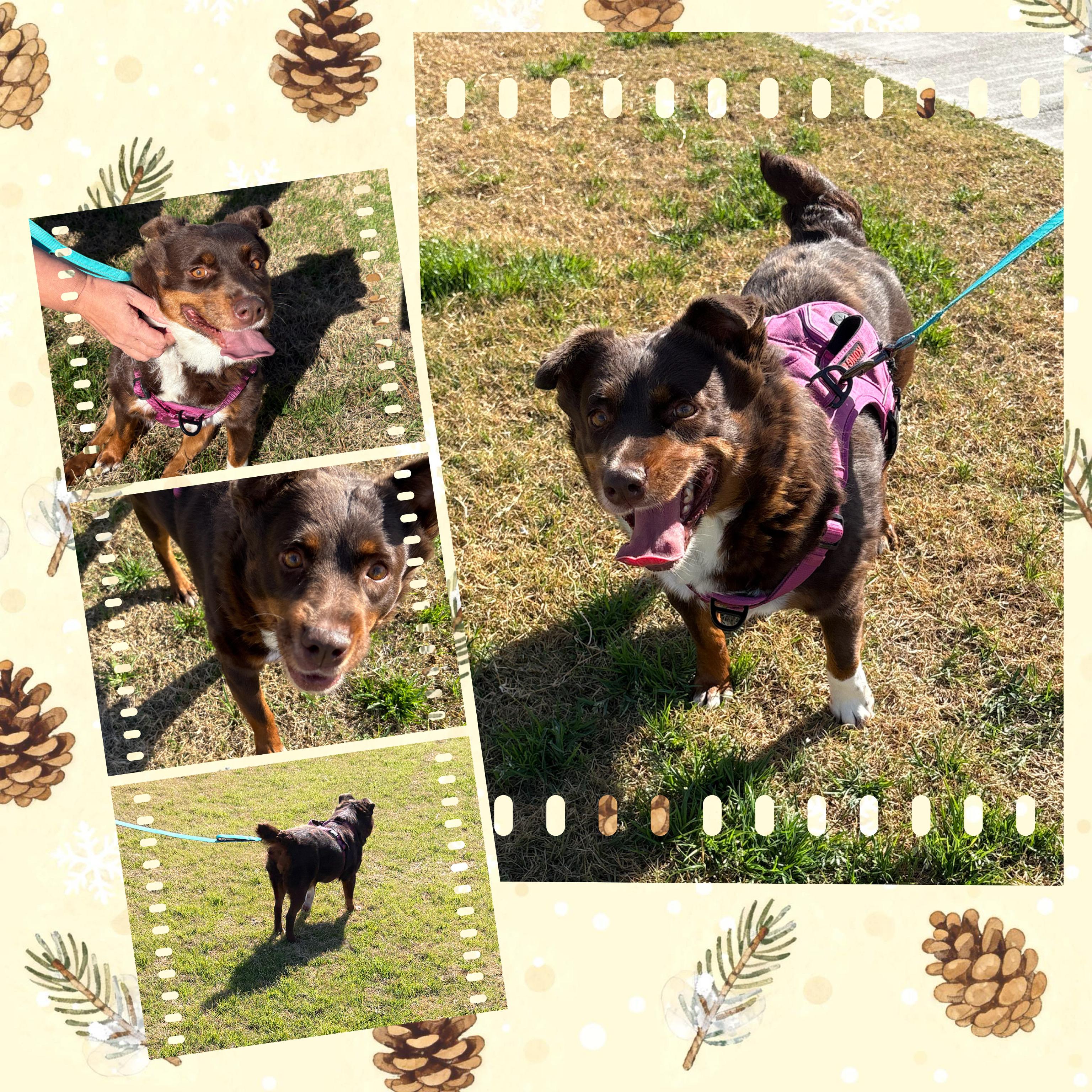 Enlarge Dynamite DEBBIE, a ADOPTABLE mixed breed in Chandler, AZ image 6/6