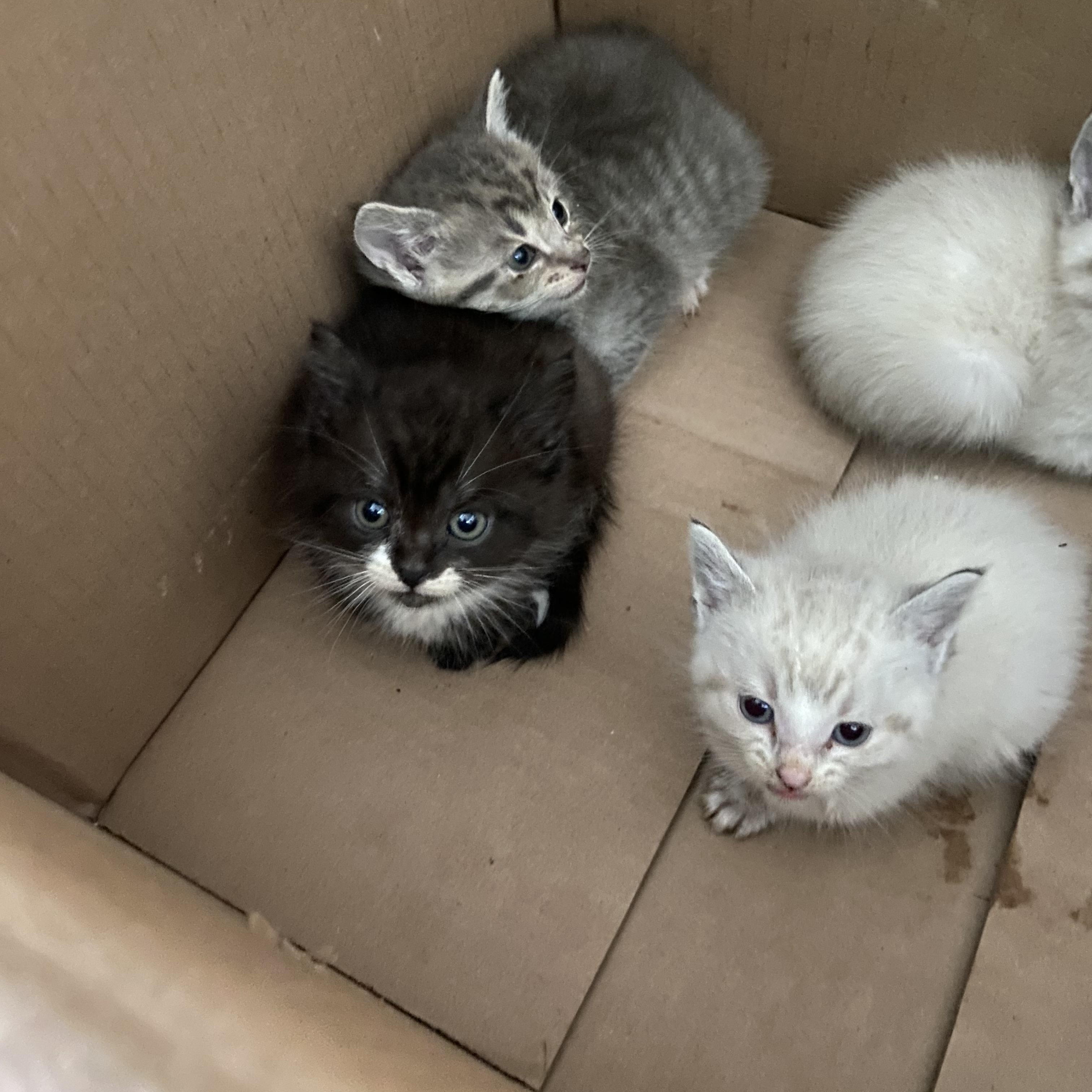 Enlarge Mia, a ADOPTABLE Tabby in Wadsworth, IL image 4/4