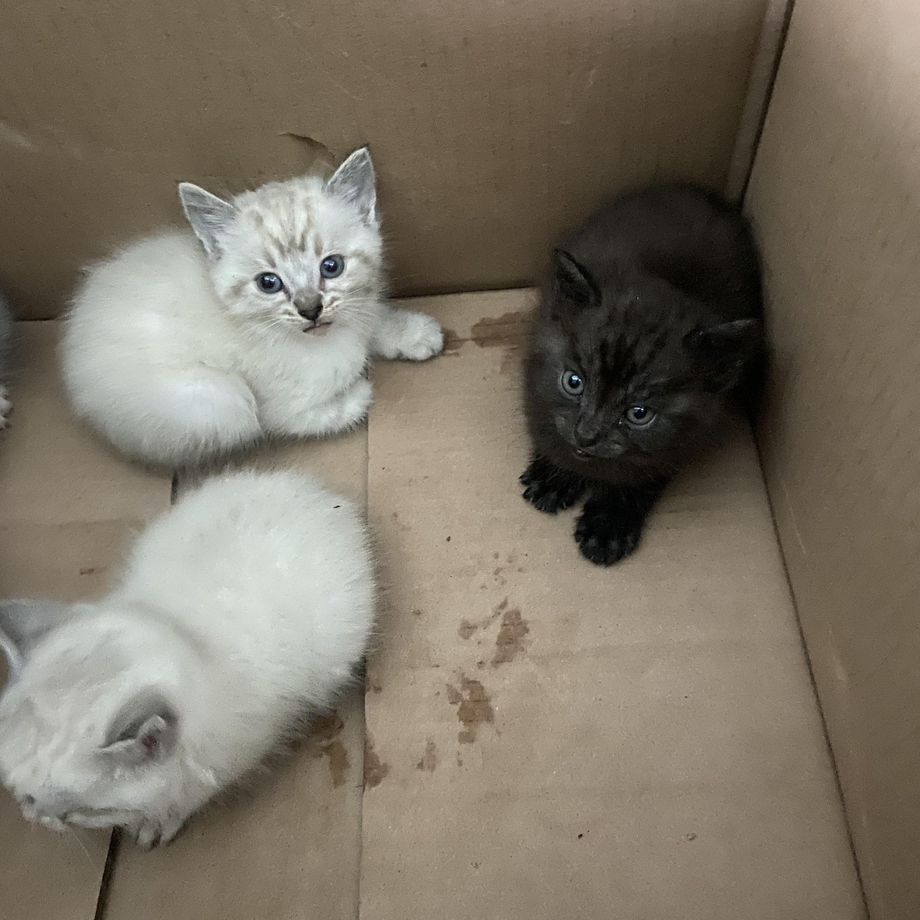 Enlarge Mia, a ADOPTABLE Tabby in Wadsworth, IL image 3/4