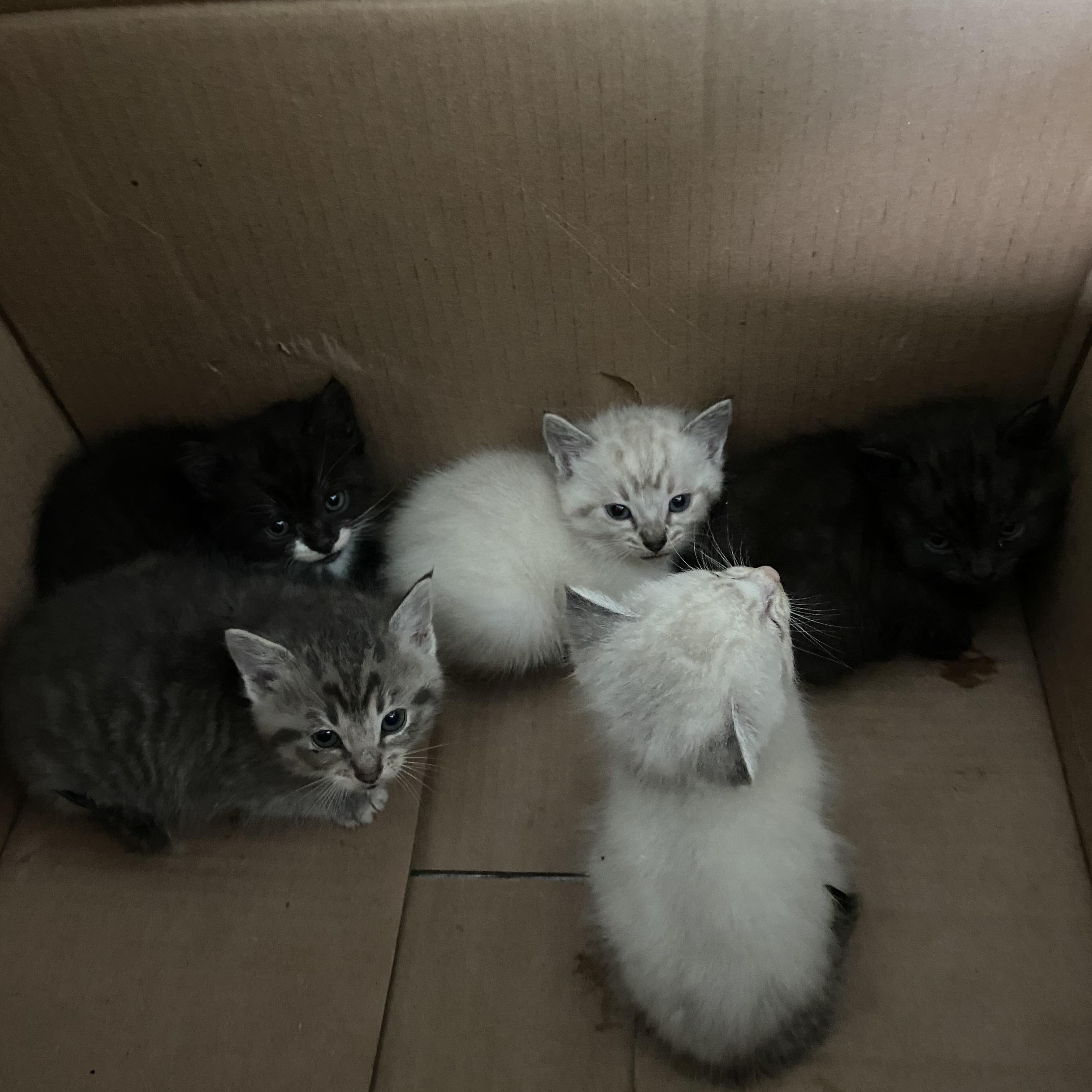 Enlarge Mia, a ADOPTABLE Tabby in Wadsworth, IL image 2/4