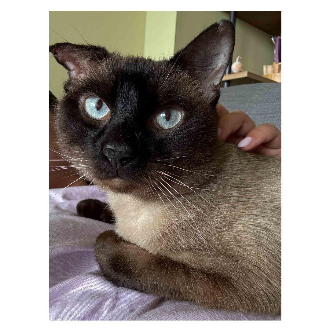 Pierre, Adoptable, Adult Male Domestic Short Hair.