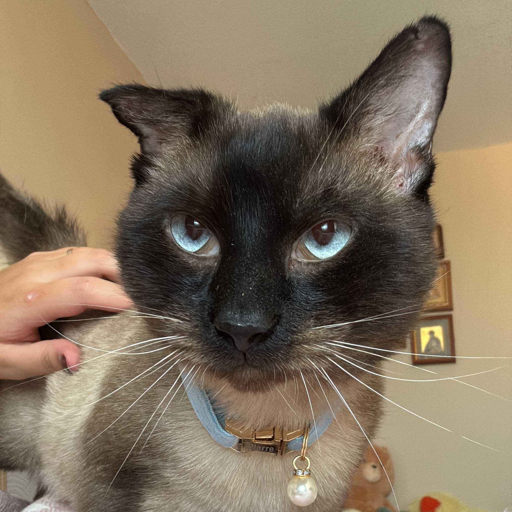 Enlarge Pierre, a Adoptable Domestic Short Hair in Stamford, CT image 3/4