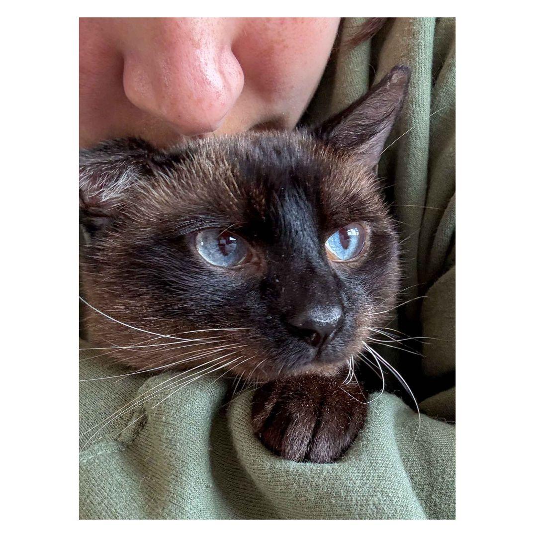 Enlarge Pierre, a Adoptable Domestic Short Hair in Stamford, CT image 4/4