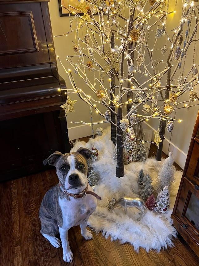 Barney **COURTESY POST**, Adoptable, Adult Male Boxer.