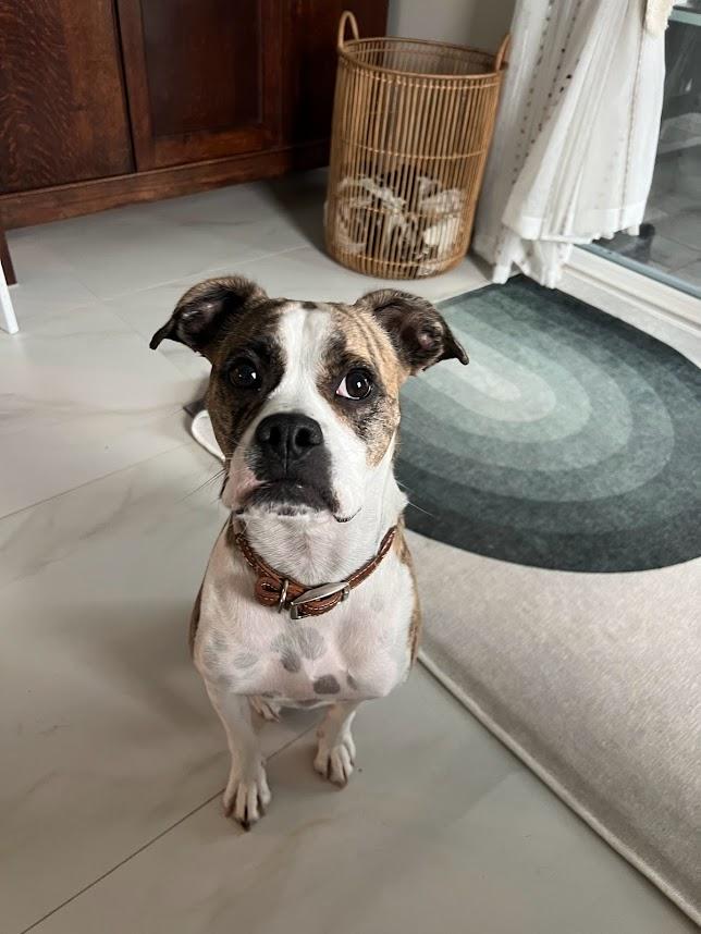 Enlarge Barney **COURTESY POST**, a Adoptable Boxer in Redondo Beach, CA image 2/5