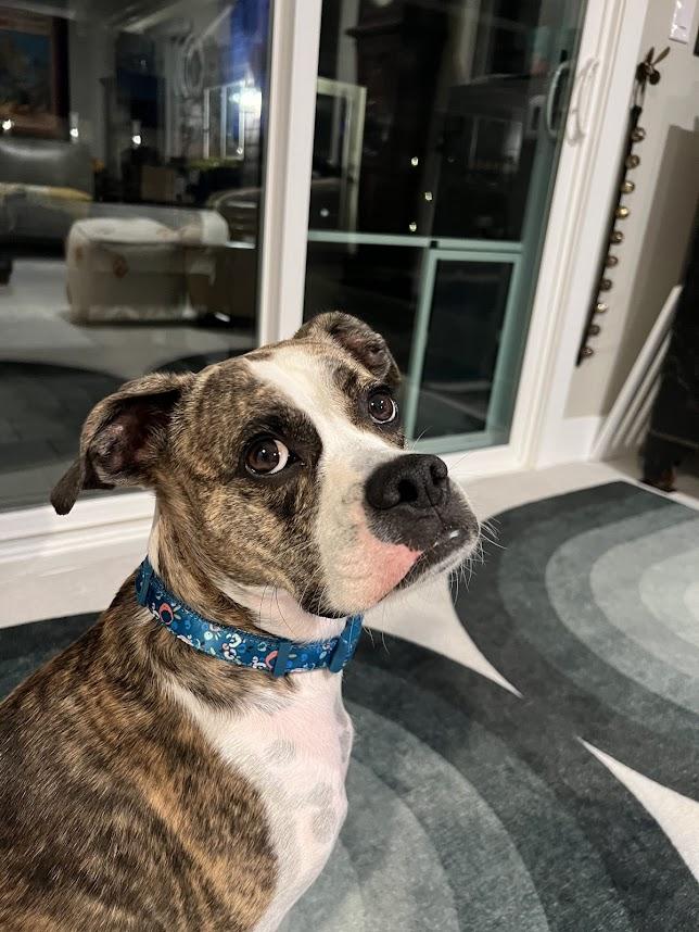 Enlarge Barney **COURTESY POST**, a Adoptable Boxer in Redondo Beach, CA image 3/5