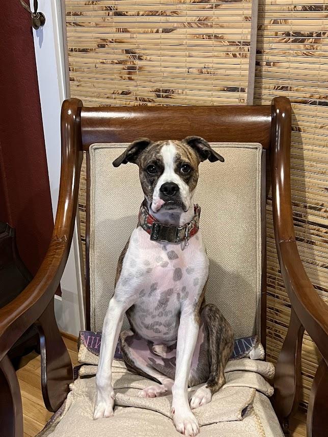 Enlarge Barney **COURTESY POST**, a Adoptable Boxer in Redondo Beach, CA image 4/5