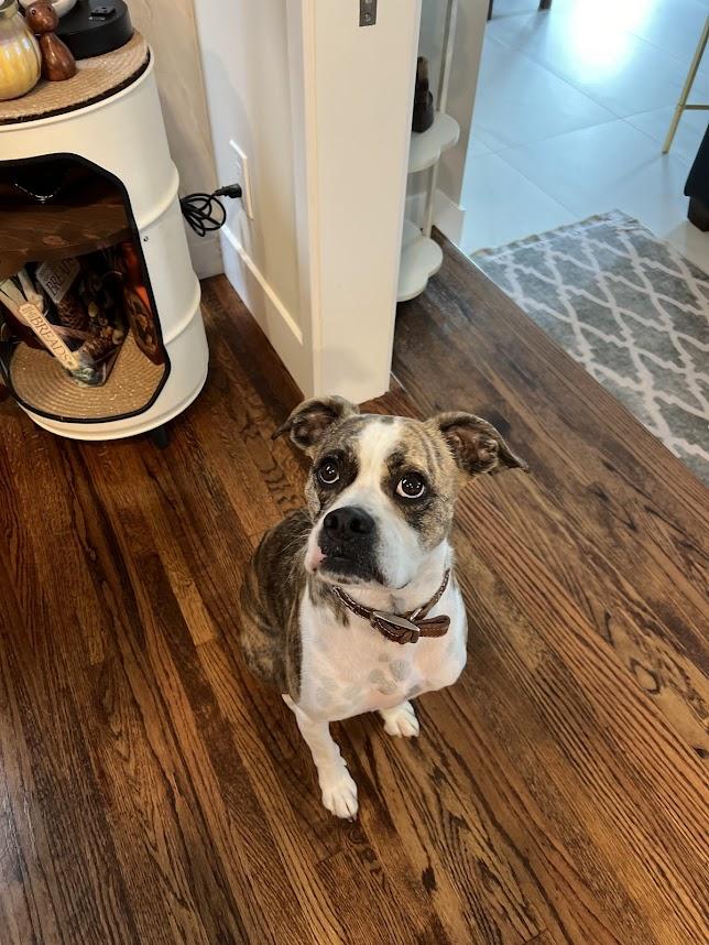 Enlarge Barney **COURTESY POST**, a Adoptable Boxer in Redondo Beach, CA image 5/5