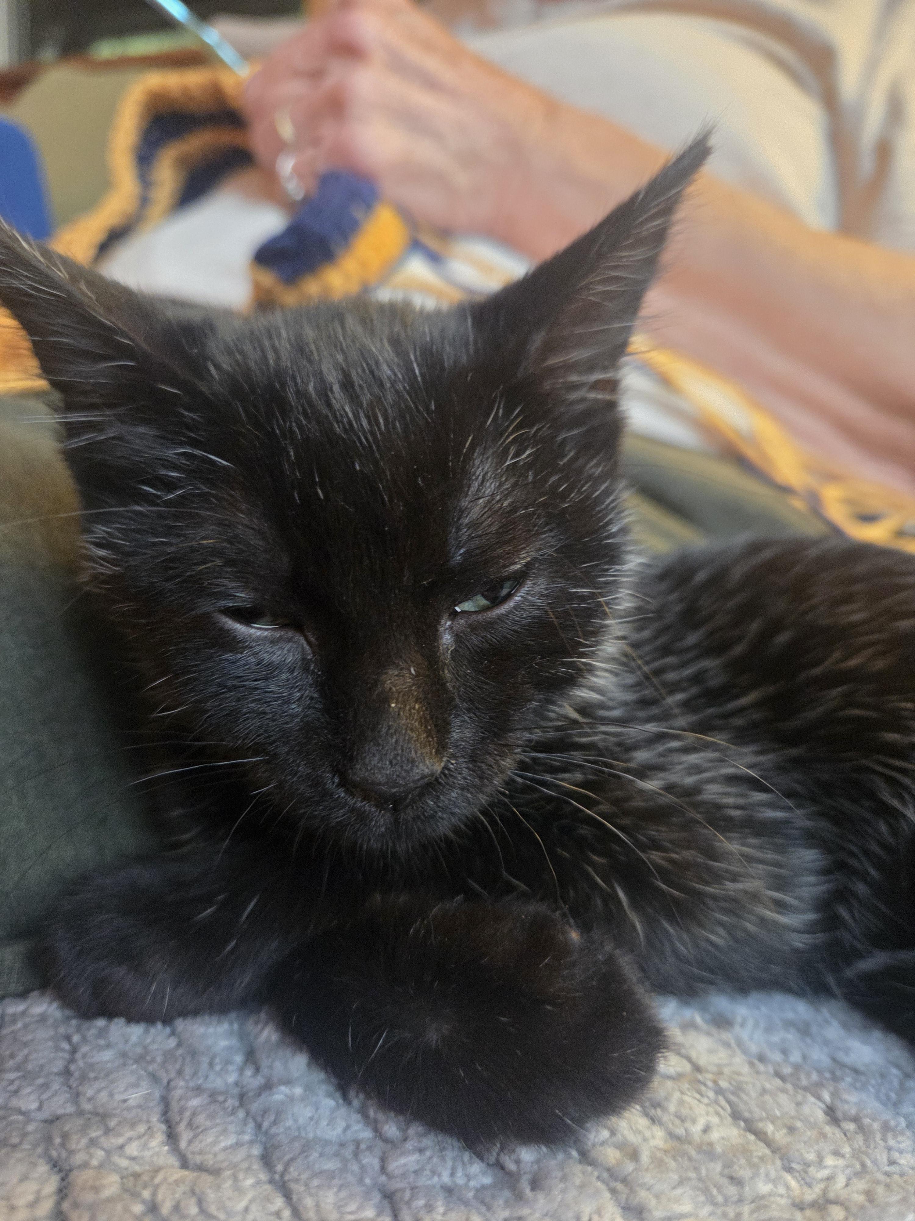 Enlarge Pepperoni, an adopted Domestic Short Hair in St. Albans, VT image 2/4