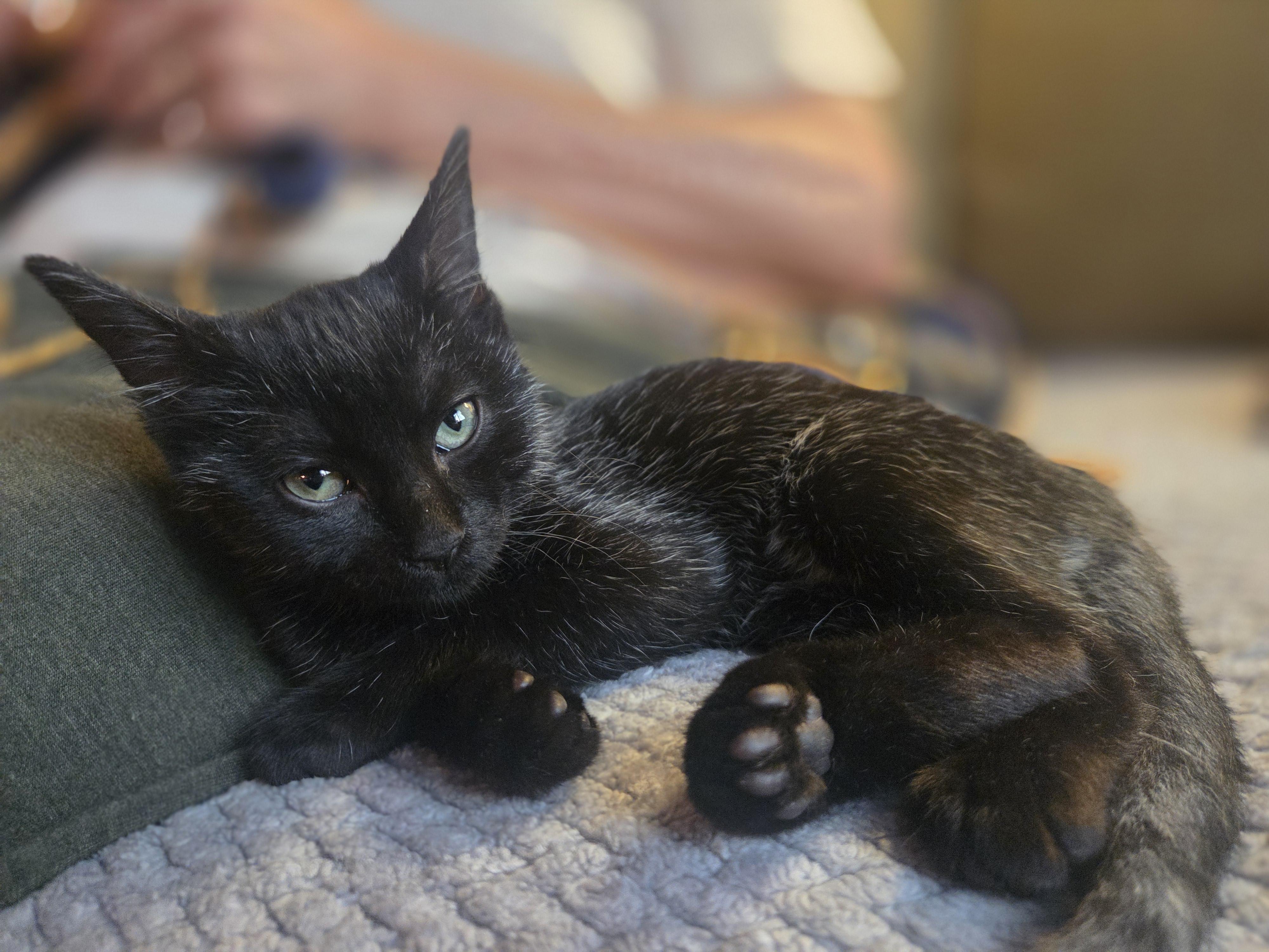 Enlarge Pepperoni, an adopted Domestic Short Hair in St. Albans, VT image 1/4