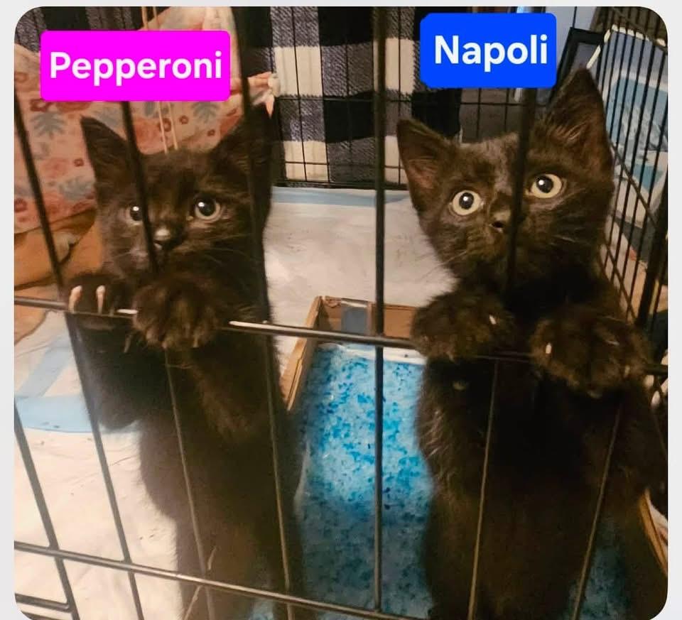 Enlarge Pepperoni, an adopted Domestic Short Hair in St. Albans, VT image 3/4