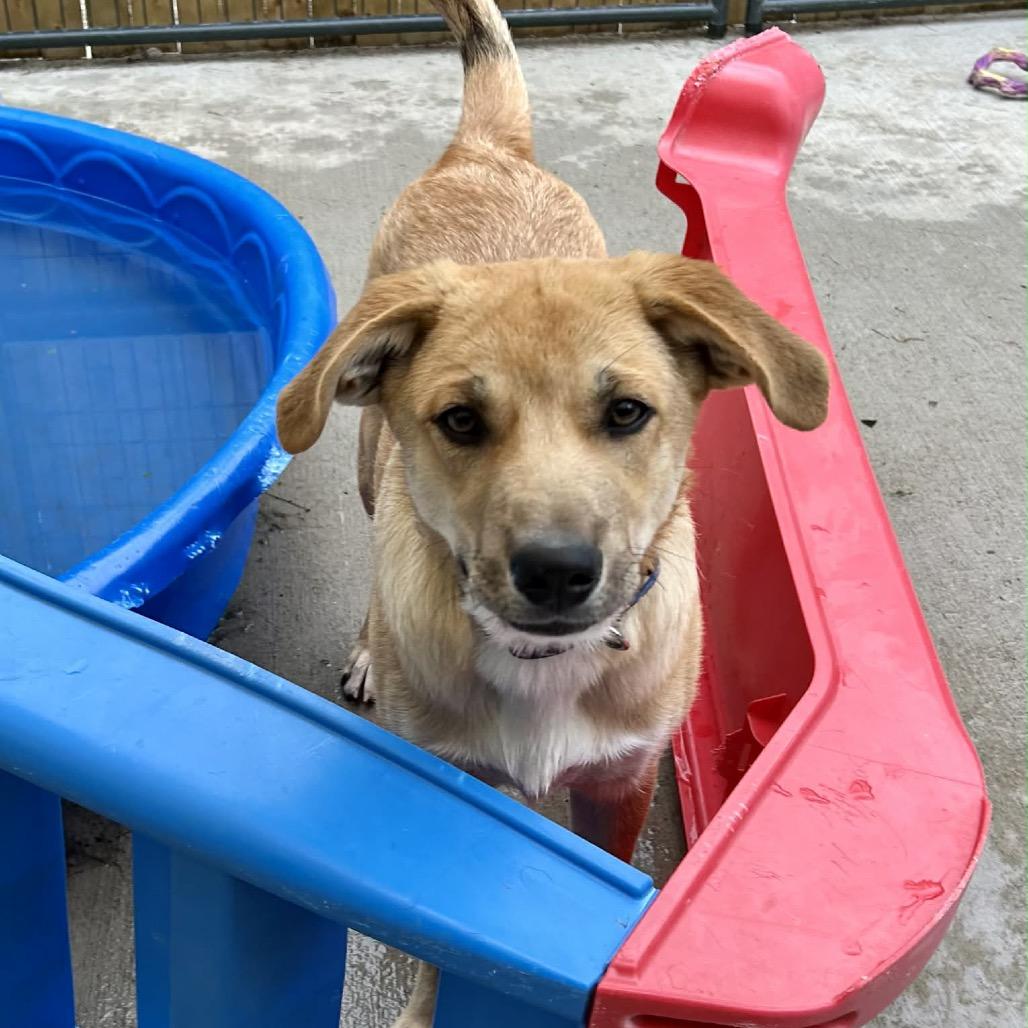 Brooks, a Adoptable Mixed Breed in Oxford, ME image 1/4