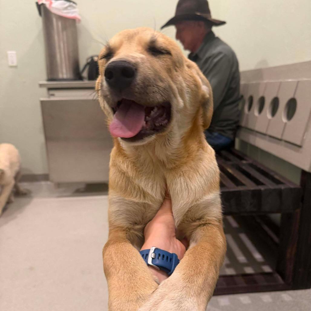 Brooks, Adoptable, Puppy Male Mixed Breed.