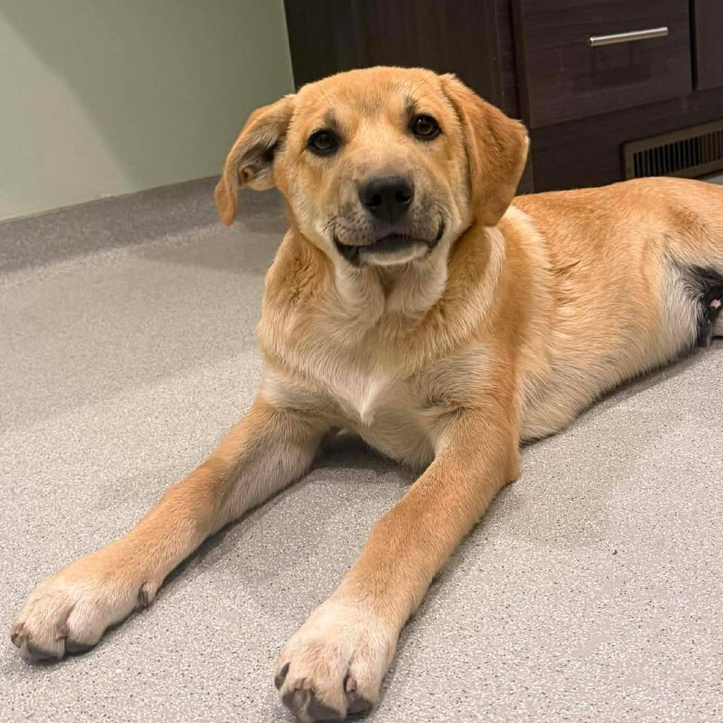 Brooks, a Adoptable Mixed Breed in Oxford, ME image 2/4