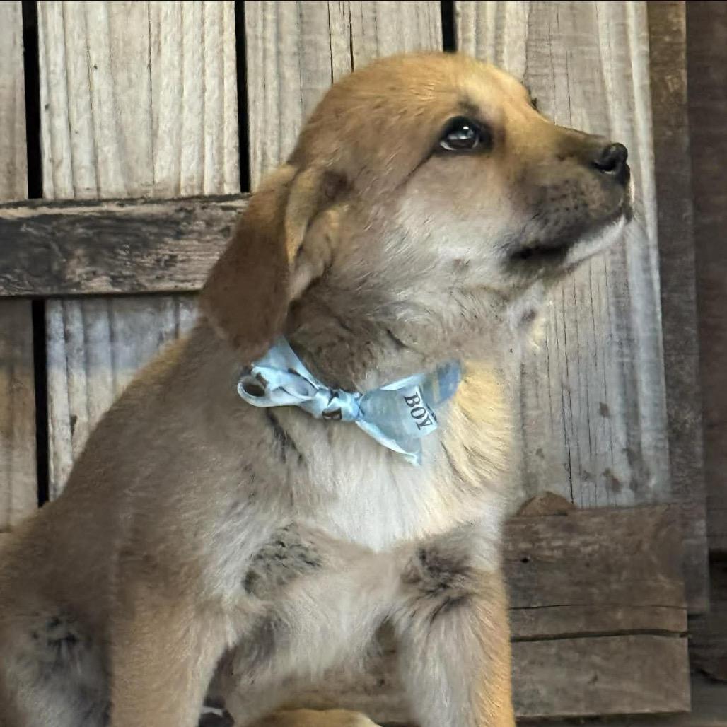Brooks, a Adoptable Mixed Breed in Oxford, ME image 3/4